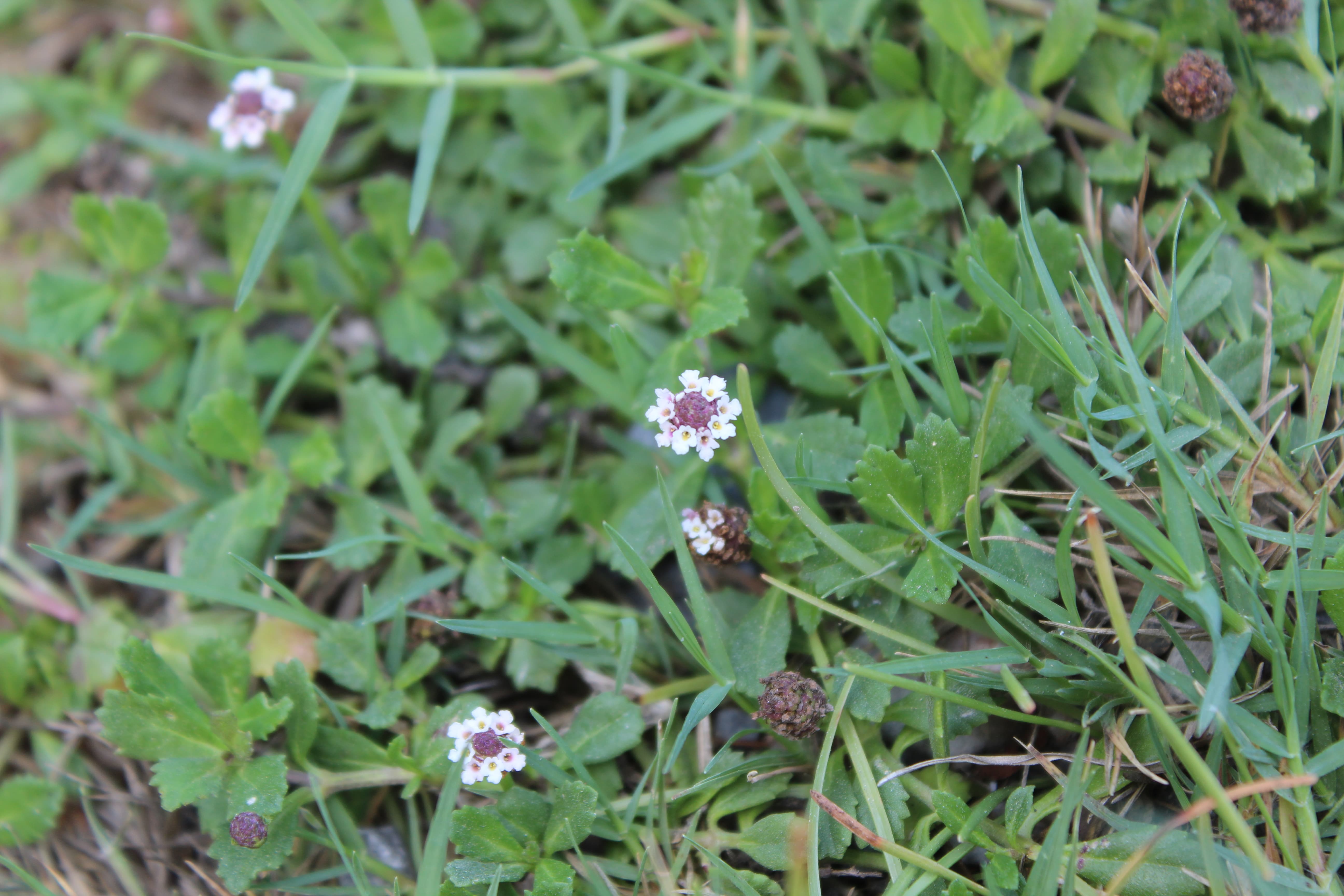 Plant Image